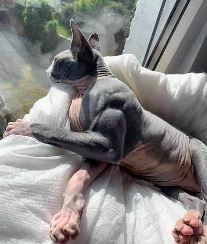 Sphynx-cat-with-big-muscles_edited.jpg