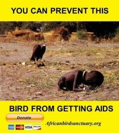 you-can-prevent-this-bird-from-getting-aids.jpg