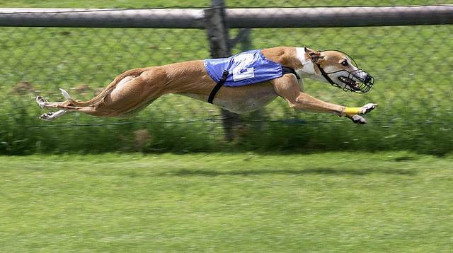 greyhound.jpg