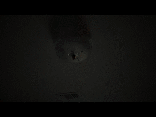 output9.gif
