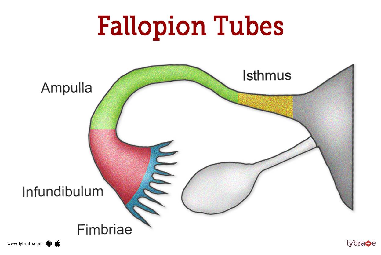 image-of-the-fallopion-tubes-2605393766.jpg