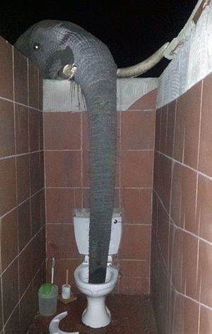 toiletelephant1.jpg