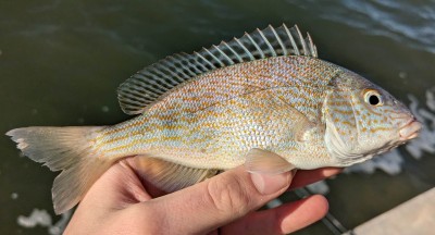 Orthopristis_chrysoptera_458512037.jpg