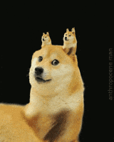 w8OU.gif