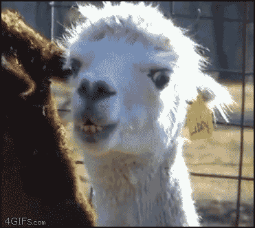 1785121516493253.gif