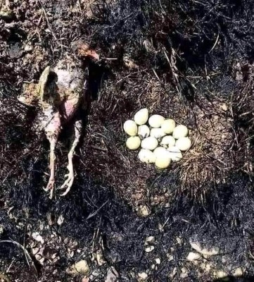 ggl877yebdq61.jpg