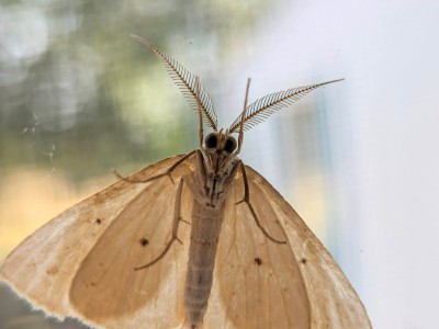 PXL_20260911_174906311.MACRO_FOCUS.jpg