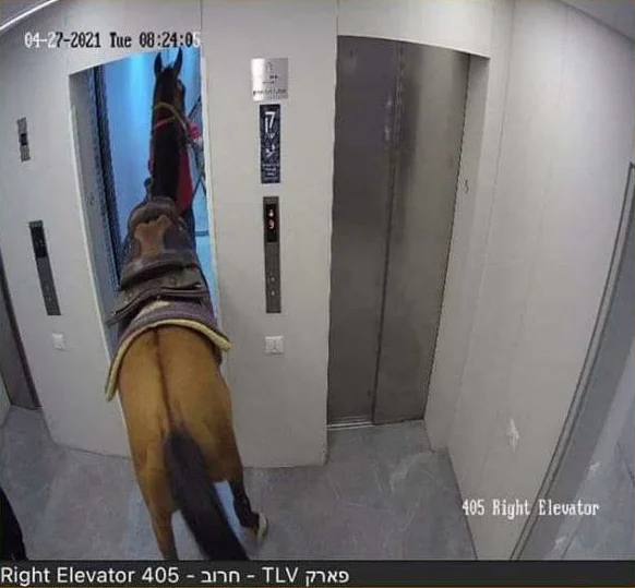 the-horse-used-the-elevator.webp