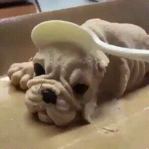 1620424580429.gif