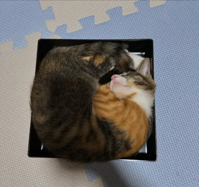 i-just-opened-the-box-and-shes-already-sleeping-in-it-v0-ou7bpccj1tnd1.webp