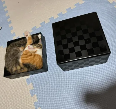 i-just-opened-the-box-and-shes-already-sleeping-in-it-v0-mcdtew9j1tnd1.webp