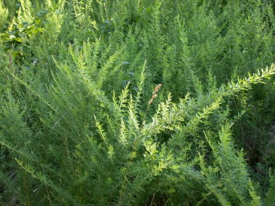 sericea_lespedeza_plants-3177733259.JPG