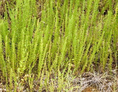 sericea_lespedeza01-2628270261.jpg