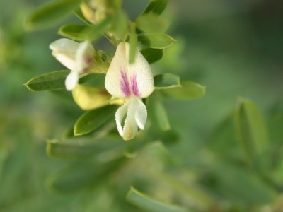sericea_lespedeza_flower2-2041714154.JPG